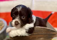 AKC - Rose, a female Havanese for sale in Orlando, FL – Photo 1 of 9