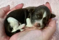 AKC - Rose, a female Havanese for sale in Orlando, FL – Photo 8 of 9