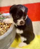 AKC - Rose, a female Havanese for sale in Orlando, FL – Photo 3 of 9