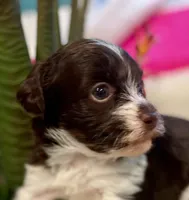 AKC - Rose, a female Havanese for sale in Orlando, FL – Photo 7 of 9