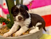 AKC - Rose, a female Havanese for sale in Orlando, FL – Photo 5 of 9