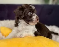 AKC - Rose, a female Havanese for sale in Orlando, FL – Photo 2 of 9