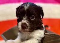 AKC - Rose, a female Havanese for sale in Orlando, FL – Photo 4 of 9