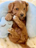 AKC - Sushi, a male Havanese for sale in Orlando, FL – 2 of 5