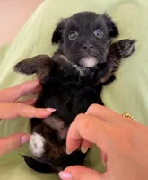 AKC - Mr. Beans, a female Havanese for sale in Orlando, FL – 4 of 4