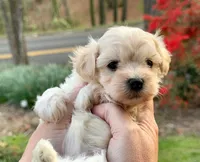 AKC Annie, a female Havanese for sale in Orlando, FL – Photo 3 of 4