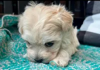 AKC Annie, a female Havanese for sale in Orlando, FL – Photo 2 of 4