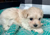 AKC Annie, a female Havanese for sale in Orlando, FL – Photo 4 of 4