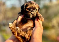 AKC / Rusty, a female Havanese for sale in Orlando, FL – Photo 4 of 4