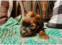 AKC / Rusty, a female Havanese for sale in Orlando, FL – Photo 2 of 4