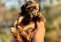 AKC / Rusty, a female Havanese for sale in Orlando, FL – Photo 1 of 4