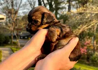 AKC / Rusty, a female Havanese for sale in Orlando, FL – Photo 3 of 4