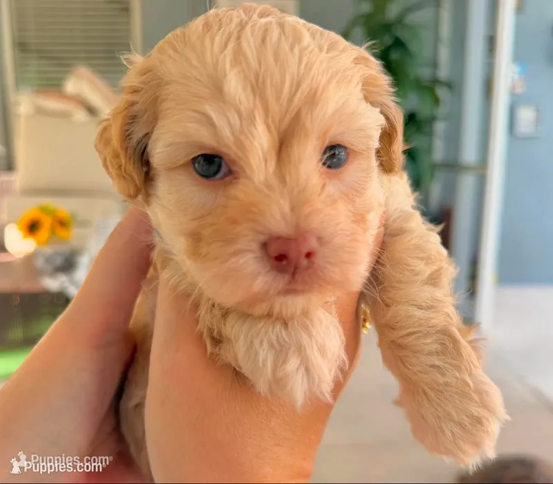 AKC - Bluey – Havanese puppy for sale in Orlando, FL