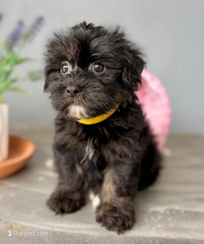 AKC - YellowGirl – Havanese puppy for sale in Orlando, FL