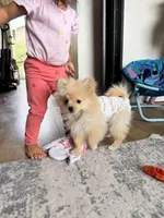 Kylo, a male Pomeranian for sale in Vallejo, CA – Photo 3 of 3
