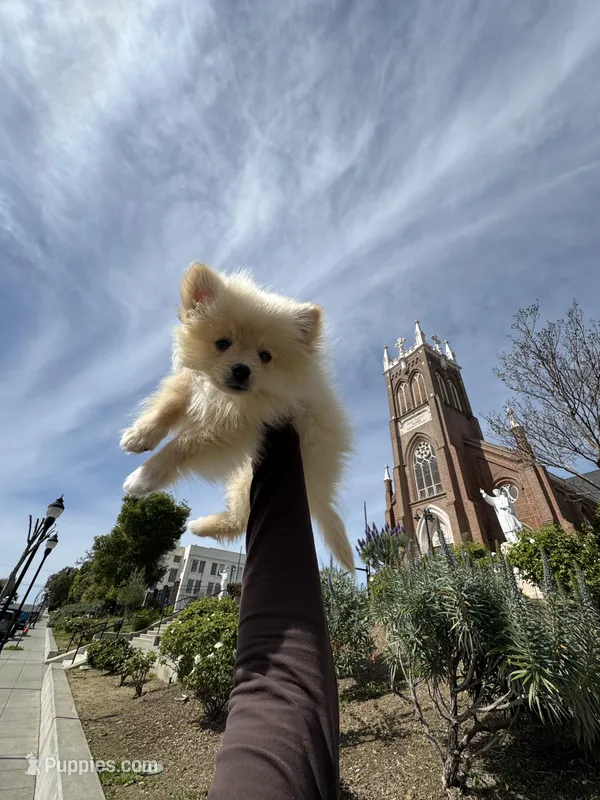Kylo – Pomeranian puppy for sale in Vallejo, CA