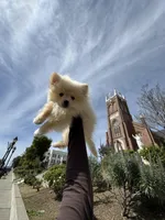 Kylo, a male Pomeranian for sale in Vallejo, CA – Photo 1 of 3