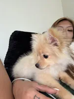 Kylo, a male Pomeranian for sale in Vallejo, CA – Photo 2 of 3