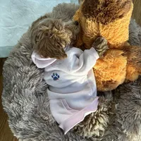 Belle, a female Maltipoo for sale in Pomona, NY – Photo 2 of 4