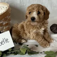 Belle, a female Maltipoo for sale in Pomona, NY – Photo 1 of 4