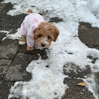 Belle, a female Maltipoo for sale in Pomona, NY – Photo 4 of 4