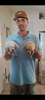 Chico, a male Basset Hound for sale in Virginia Beach, VA – 5 of 8