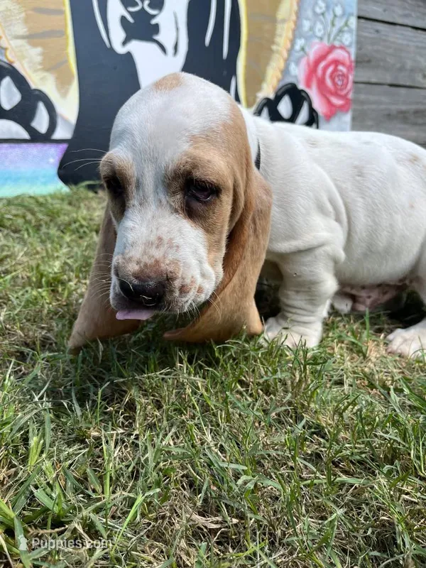 Chico – Basset Hound puppy for sale in Virginia Beach, VA