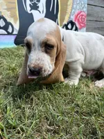 Chico, a male Basset Hound for sale in Virginia Beach, VA – 1 of 8