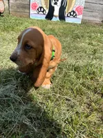 Eva (green collar girl), a female Basset Hound for sale in Virginia Beach, VA – 2 of 7