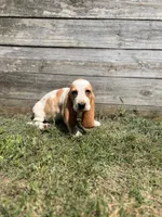 Long John, a male Basset Hound for sale in Virginia Beach, VA – 2 of 6