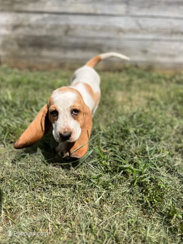 Long John – Basset Hound puppy for sale in Virginia Beach, VA