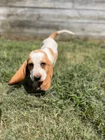 Long John, a male Basset Hound for sale in Virginia Beach, VA – 1 of 6