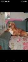 Sunny girl, a female Basset Hound for sale in Virginia Beach, VA – 3 of 3