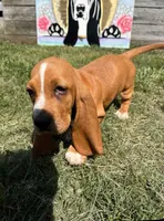 Co Co (red collar girl), a female Basset Hound for sale in Virginia Beach, VA – 4 of 4