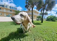 Sweet Pea (yellow collar girl), a female Basset Hound for sale in Virginia Beach, VA – 10 of 10