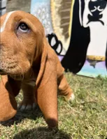 Co Co (red collar girl), a female Basset Hound for sale in Virginia Beach, VA – 2 of 4