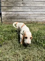 Sweet Pea (yellow collar girl), a female Basset Hound for sale in Virginia Beach, VA – 4 of 9