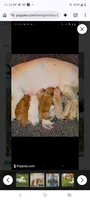 Cini Mini, a female Basset Hound for sale in Virginia Beach, VA – 2 of 3