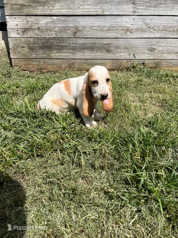 Sweet Pea (yellow collar girl) – Basset Hound puppy for sale in Virginia Beach, VA