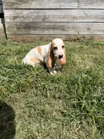 Sweet Pea (yellow collar girl), a female Basset Hound for sale in Virginia Beach, VA – 1 of 9