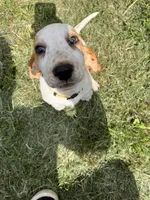 Sweet Pea (yellow collar girl), a female Basset Hound for sale in Virginia Beach, VA – 3 of 9