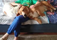 Eva (green collar girl), a female Basset Hound for sale in Virginia Beach, VA – 6 of 7