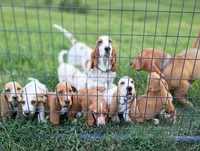 Sweet Pea (yellow collar girl), a female Basset Hound for sale in Virginia Beach, VA – 9 of 9