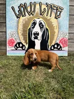 Eva (green collar girl), a female Basset Hound for sale in Virginia Beach, VA – 3 of 7