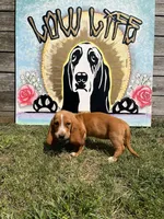 Eva (green collar girl), a female Basset Hound for sale in Virginia Beach, VA – 5 of 7