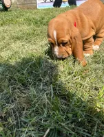 Co Co (red collar girl), a female Basset Hound for sale in Virginia Beach, VA – 3 of 4