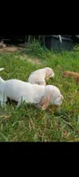 Chico, a male Basset Hound for sale in Virginia Beach, VA – 3 of 8