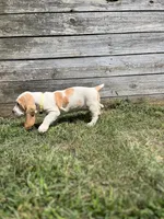 Sweet Pea (yellow collar girl), a female Basset Hound for sale in Virginia Beach, VA – 8 of 9