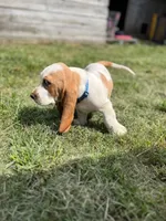Long John, a male Basset Hound for sale in Virginia Beach, VA – 3 of 6