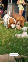 Chico, a male Basset Hound for sale in Virginia Beach, VA – 6 of 8